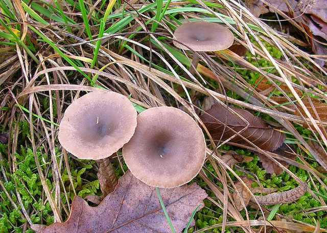 2005 :  Un anno di funghi